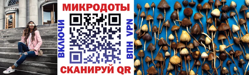 Галлюциногенные грибы Psilocybine cubensis  Черноголовка 